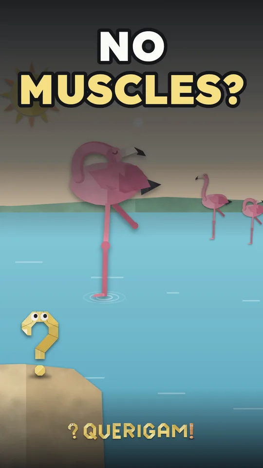Why do flamingos stand on one leg? – watch the episode